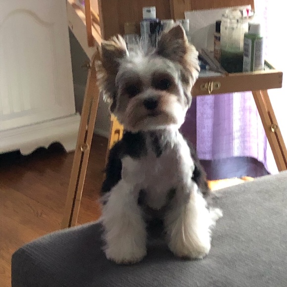 Meet your Posher, Michele - Picture 2 of 2